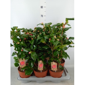 Camellia japonica 'Dr King'