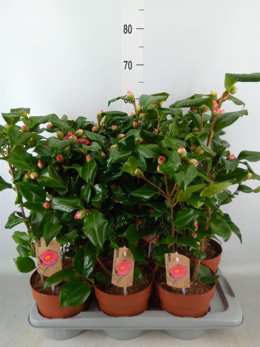<h4>Camellia japonica 'Dr King'</h4>