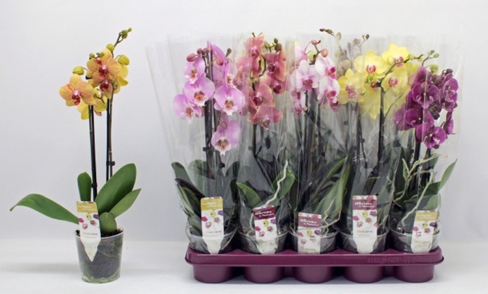 <h4>Phalaenopsis mix p12</h4>