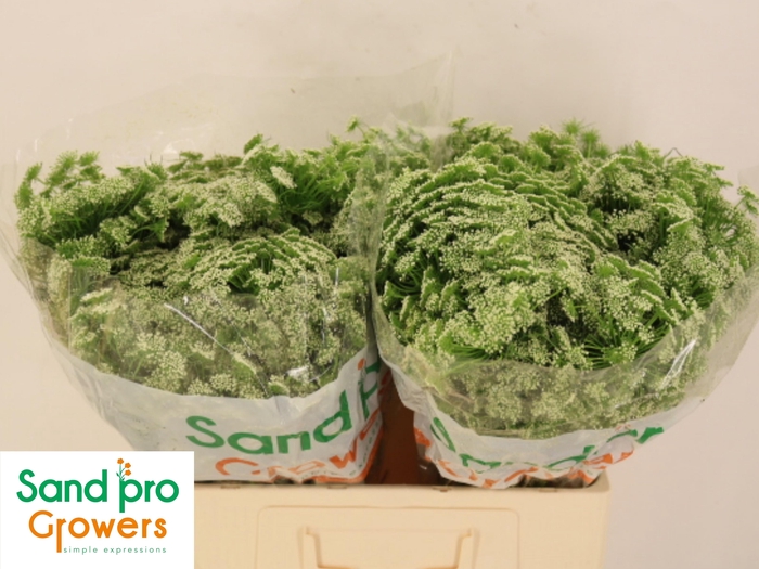 <h4>AMMI VIS CASABLANCA</h4>