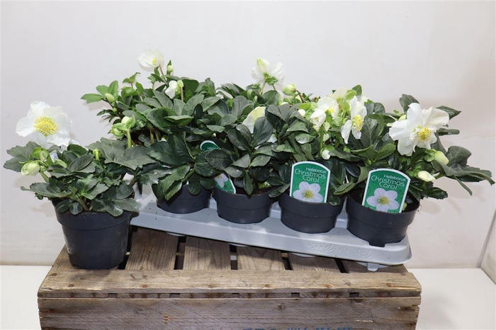 <h4>Hell Ni Chr Carol</h4>