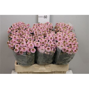 Chr S Aaa Doria Pink