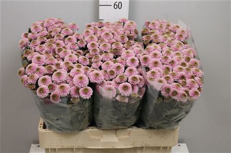 <h4>Chr S Aaa Doria Pink</h4>