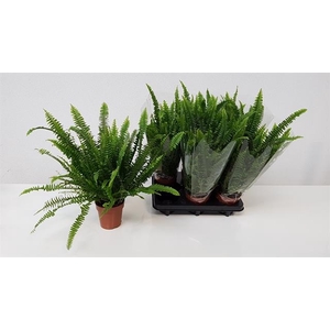 Nephrolepis exa. Green Lady 12Ø 50cm