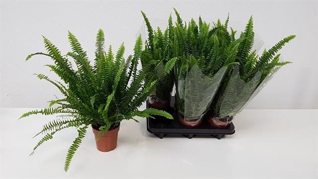 Nephrolepis exa. Green Lady 12Ø 50cm