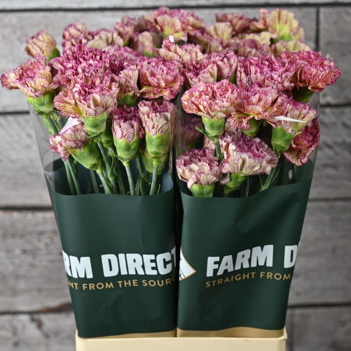 <h4>Di St Lady Sheen</h4>