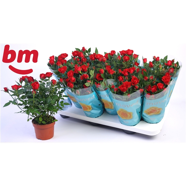 <h4>Rosa Hot Jewel Beau Monde Red(10,5 cm)</h4>