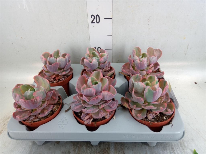<h4>Echeveria   ...</h4>