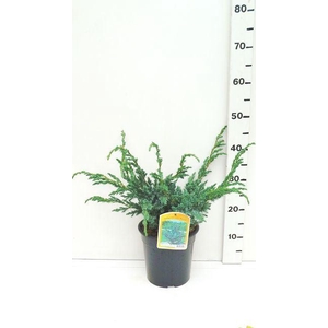Juniperus squamata Meyeri