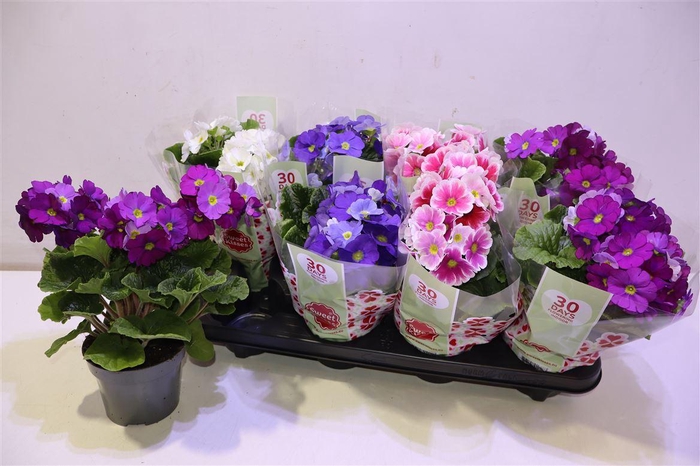 <h4>arr8 Prim Ob Tm Gem</h4>