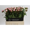 Paeonia Sarah Bernhardt