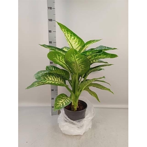 DIEFF SE TROPIC SNOW