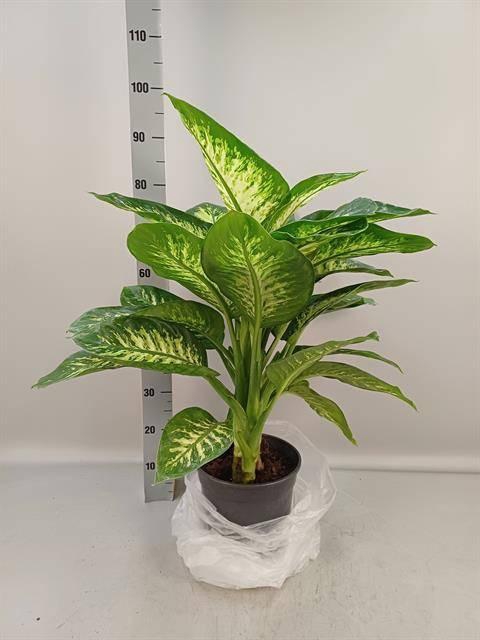 DIEFF SE TROPIC SNOW