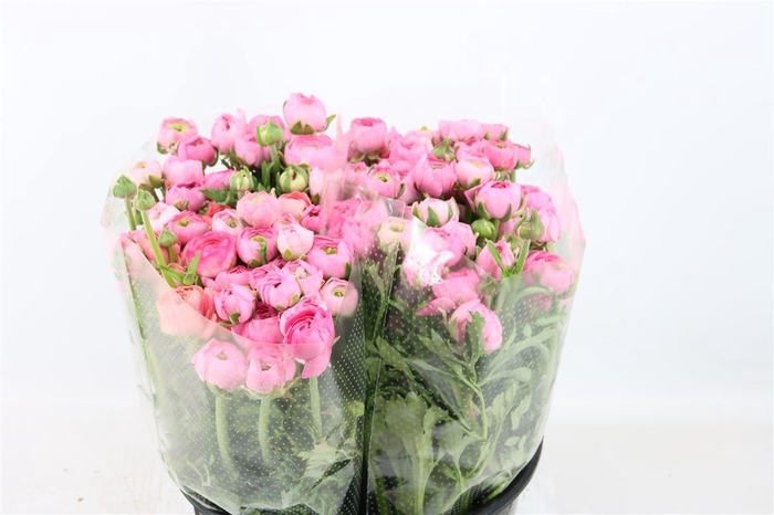 <h4>Ran Elegance Pink</h4>