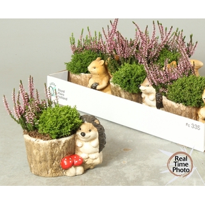 ARR TUINPLANTEN