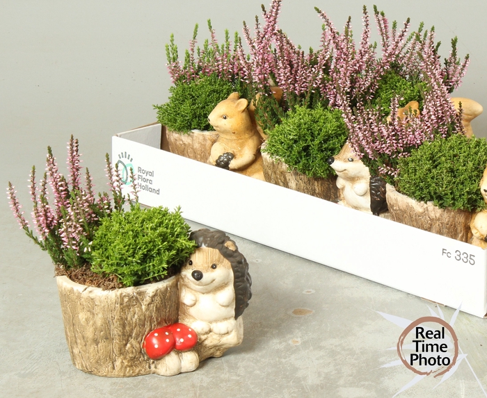 <h4>ARR TUINPLANTEN</h4>