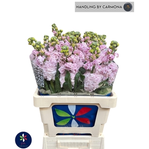 MATTH IRON CHERRY BL