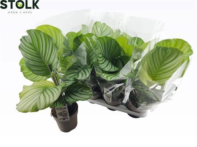 <h4>CALAT ORBIFOLIA</h4>