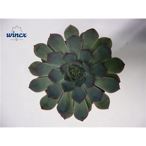 Echeveria Pulidonis Grey Cutflower Wincx-5cm
