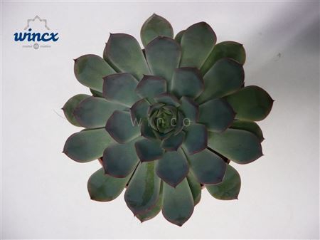 Echeveria Pulidonis Grey Cutflower Wincx-5cm