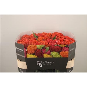 Celosia Reprise Orange