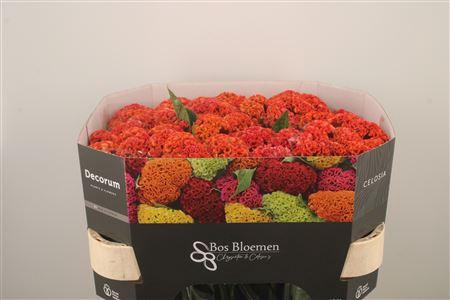 <h4>Celosia Reprise Orange</h4>