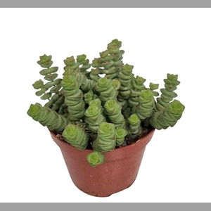 CRASS MARNIERIANA