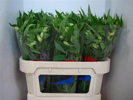 <h4>Alstr Dubai</h4>