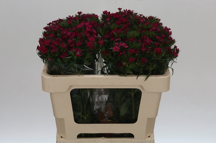 Dianthus Br Amazon Neon Cherry