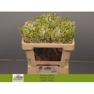 SYR V ENGLER WEISS T