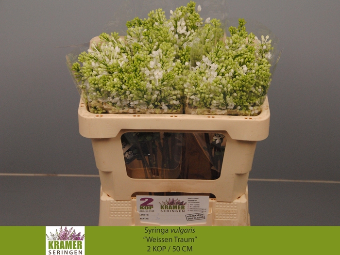 <h4>SYR V ENGLER WEISS T</h4>