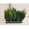 Coniferen Gemengd P11 Coniferen mix