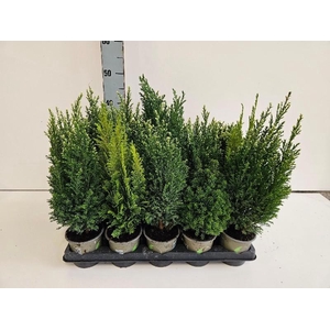 Coniferen Gemengd P11 Coniferen mix