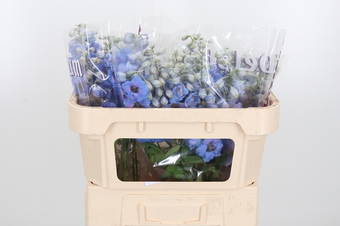 <h4>Delph Du Dew Azul</h4>