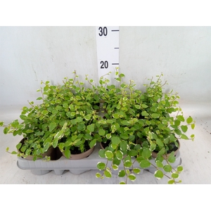 Ficus pumila 'White Sunny'