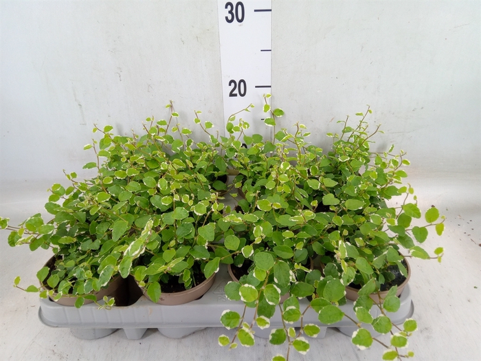 <h4>Ficus pumila 'White Sunny'</h4>