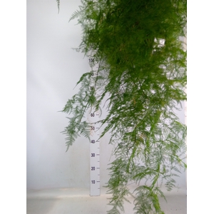 Asparagus dens. 'Sprengeri'