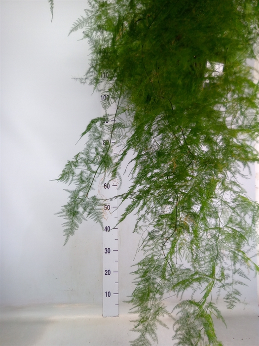 <h4>Asparagus dens. 'Sprengeri'</h4>