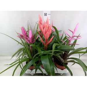 Tillandsia  ...mix