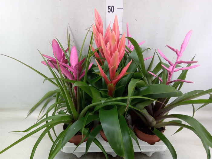 <h4>Tillandsia  ...mix</h4>
