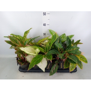 Aglaonema   ...