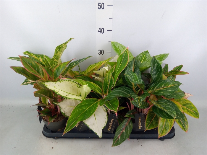 <h4>Aglaonema   ...</h4>