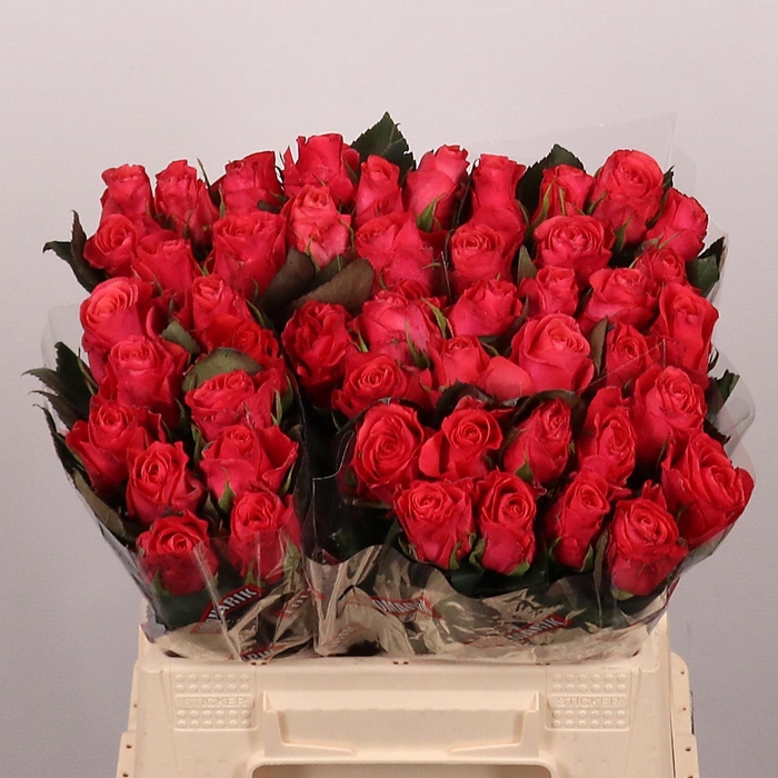 <h4>R Gr Pink Tacazzi+</h4>