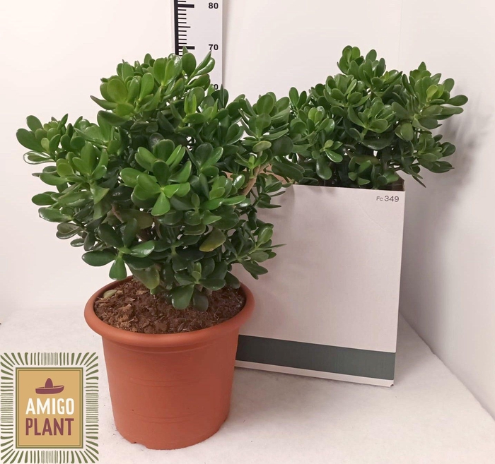 <h4>CRASS OVATA</h4>