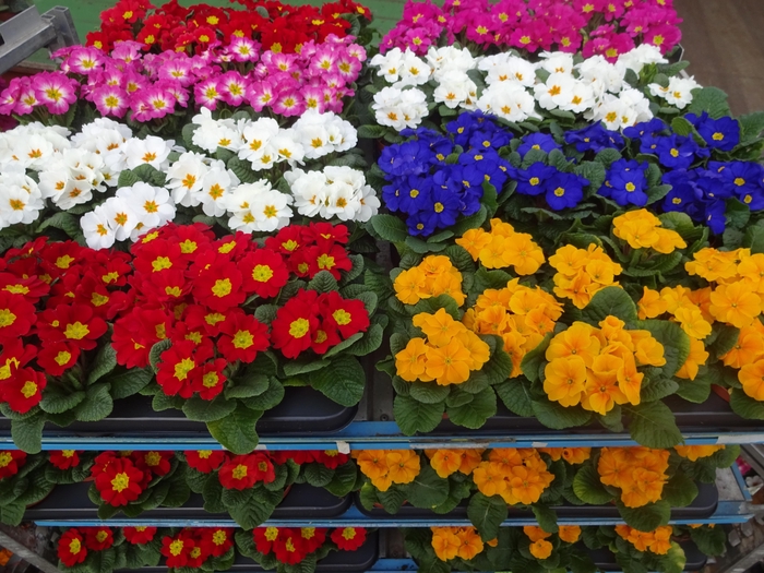 <h4>PRIM AC MIXK</h4>