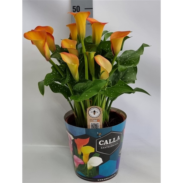 <h4>Zantedeschia 19cm potcover Blauw - Oranje</h4>