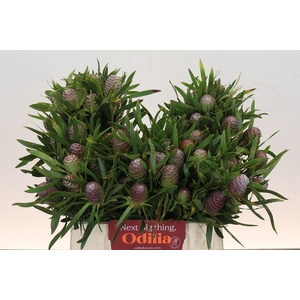 Kaaps Groen Sabulosum