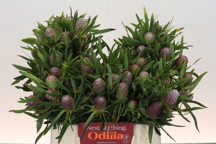 <h4>Kaaps Groen Sabulosum</h4>