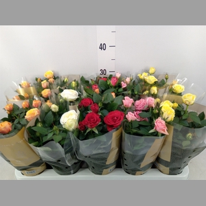 Rosa  'Kordana Grande'   ...mix
