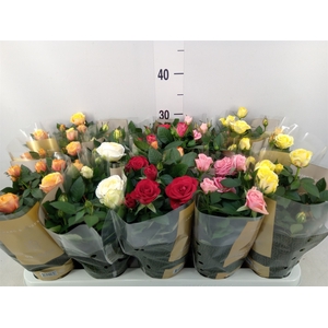 Rosa  'Kordana Grande'   ...mix
